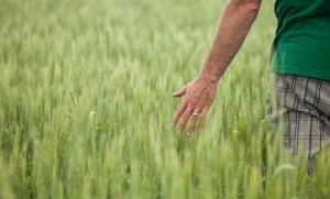 sustainability (1)